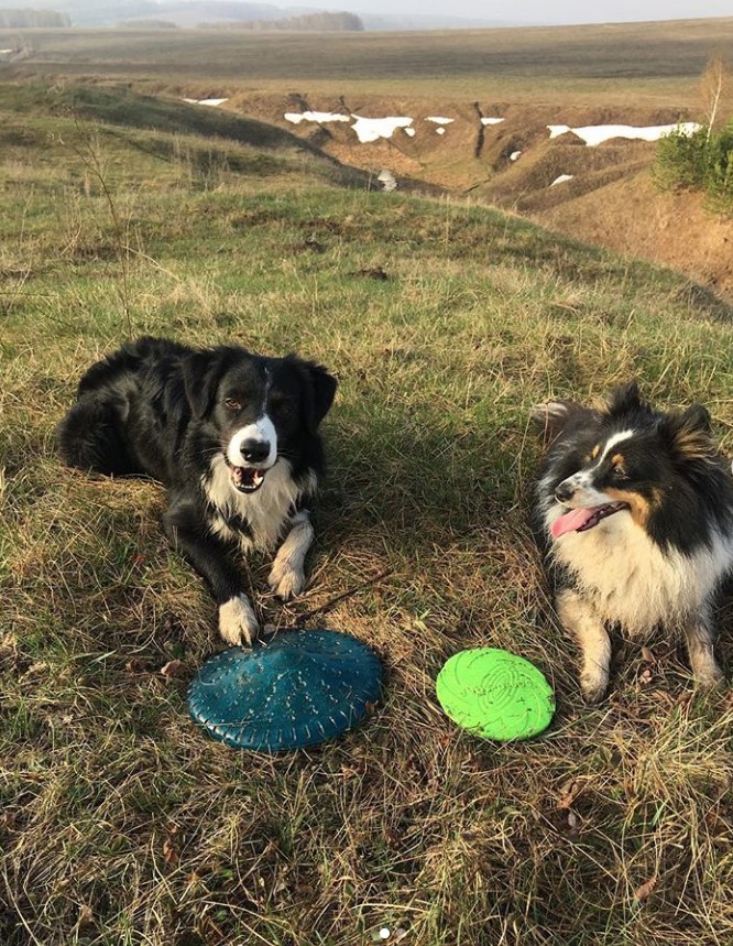 two Border Collies lying down on the green grass with a frisbee