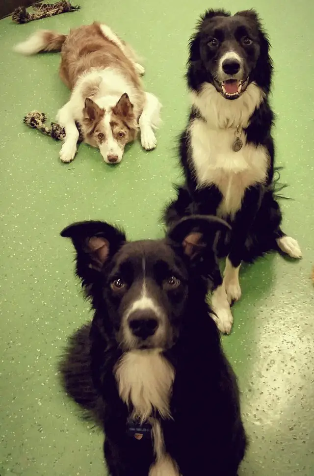 three Border Collies on the green floor looking up with their begging face