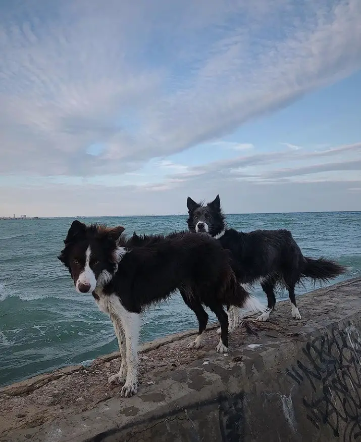 Border Collie standing on top of the concrete by the ocean
