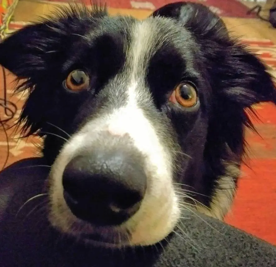 begging face of a Border Collie placed on the foot of the sofa