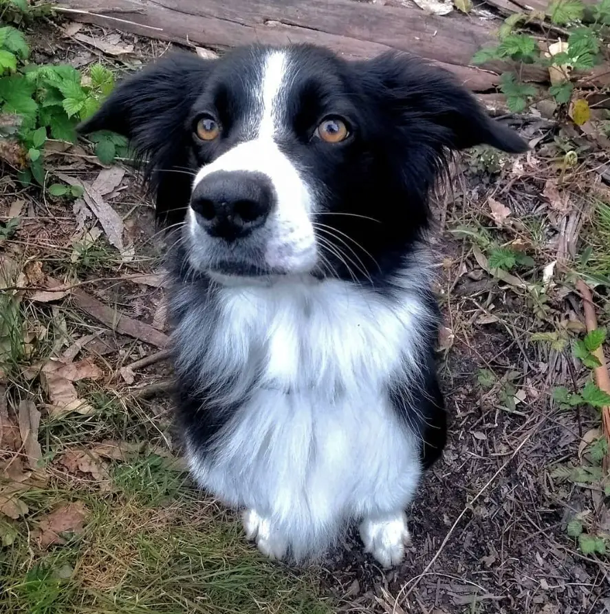 Border Collie sitting on the ground while looking up with its begging face