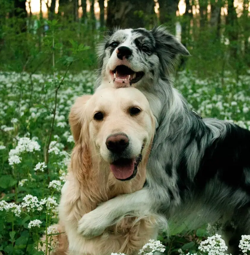 Border Collie in the field of white flowers hugging a Golden Retriever