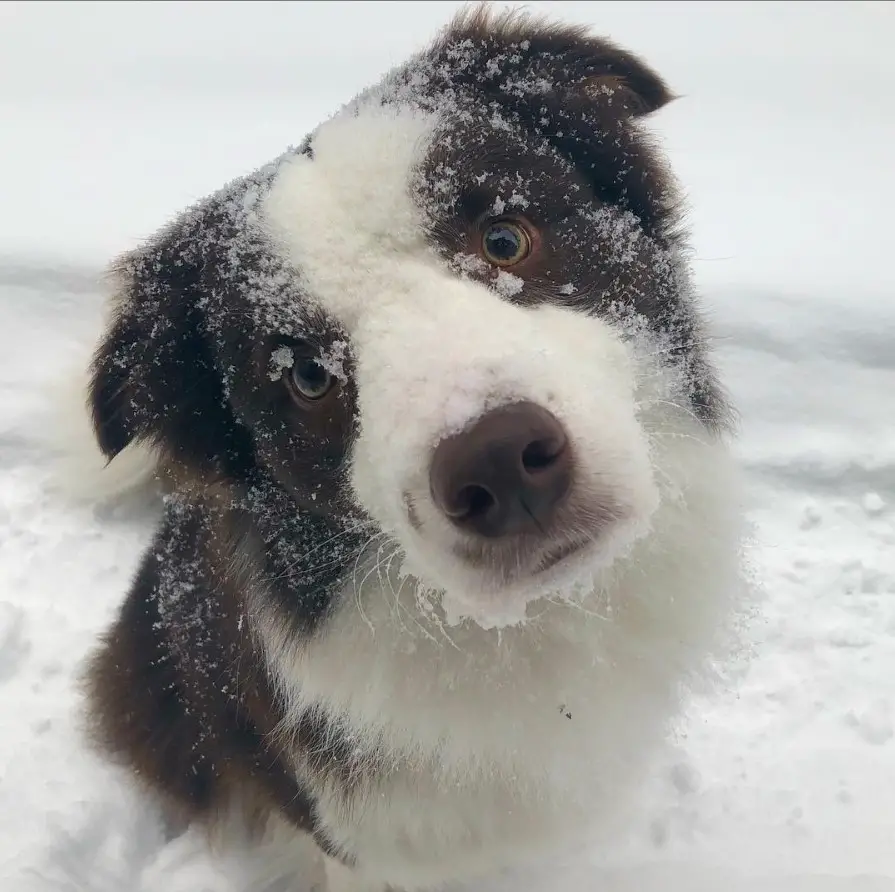 Border Collie in winter sitting on the snow while looking up and tilting its head