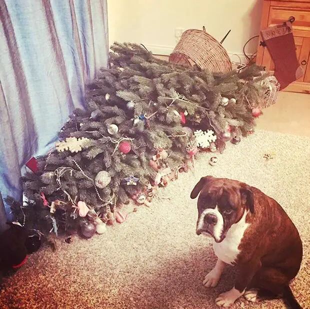 Boxer sitting on the floor with its guilty face while the fallen christmas tree is on the floor