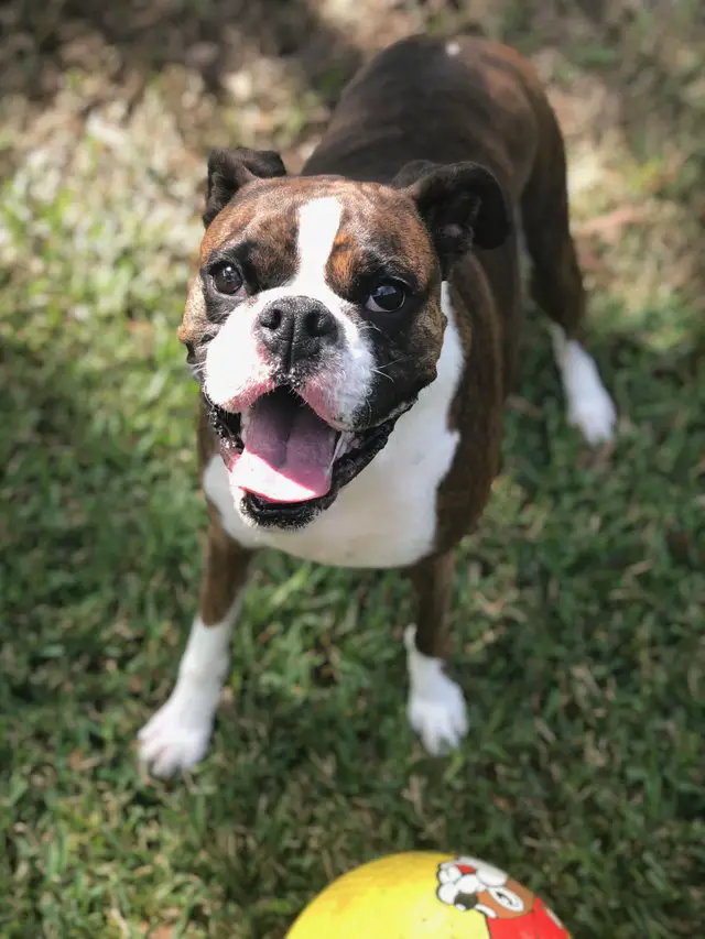 an excited Boxer in the yard