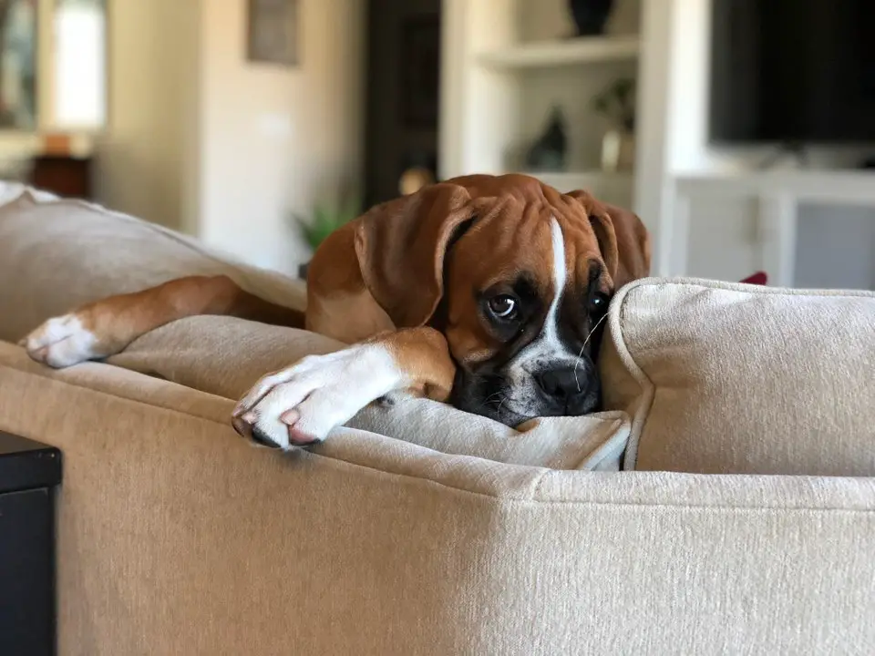 Boxer looking from the couch