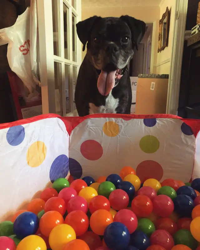 Boxer Dog standing behind a fabric playpen filled with small balls
