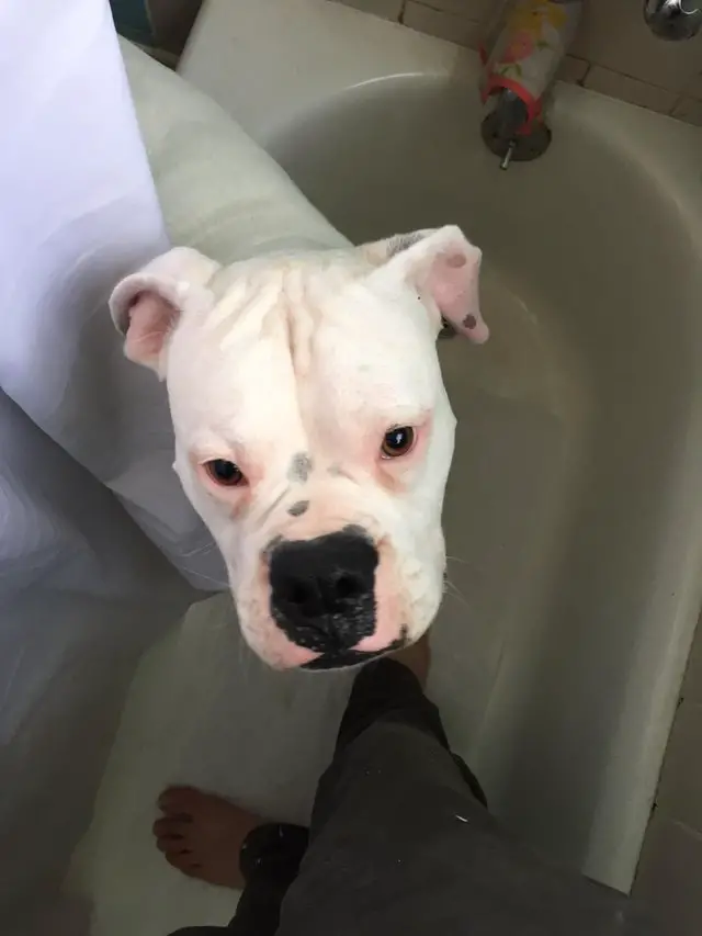 Boxer Dog peeking in the bathtub from behind the shower curtain