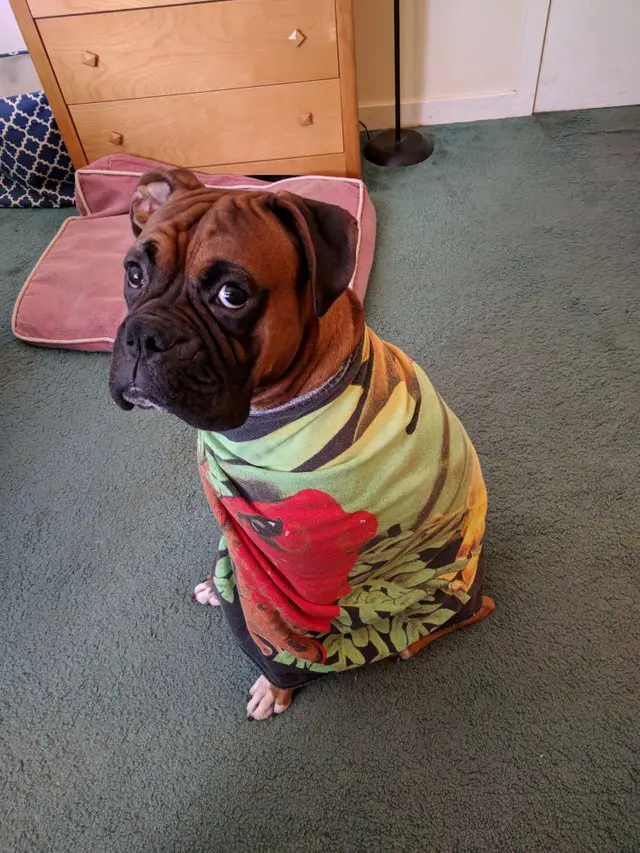 Boxer Dog wrapped in a towel sitting on the floor while staring with its sad eyes