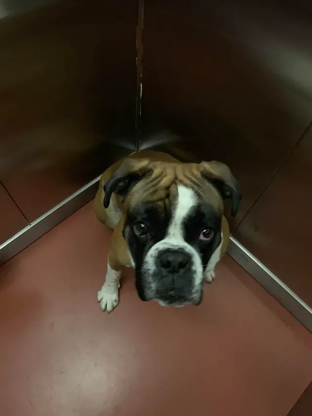 Boxer Dog sitting in the corner with its pleading eyes