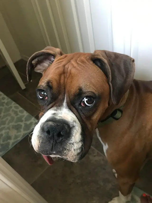 Boxer Dog standing on the floor while staring up with its sad eyes
