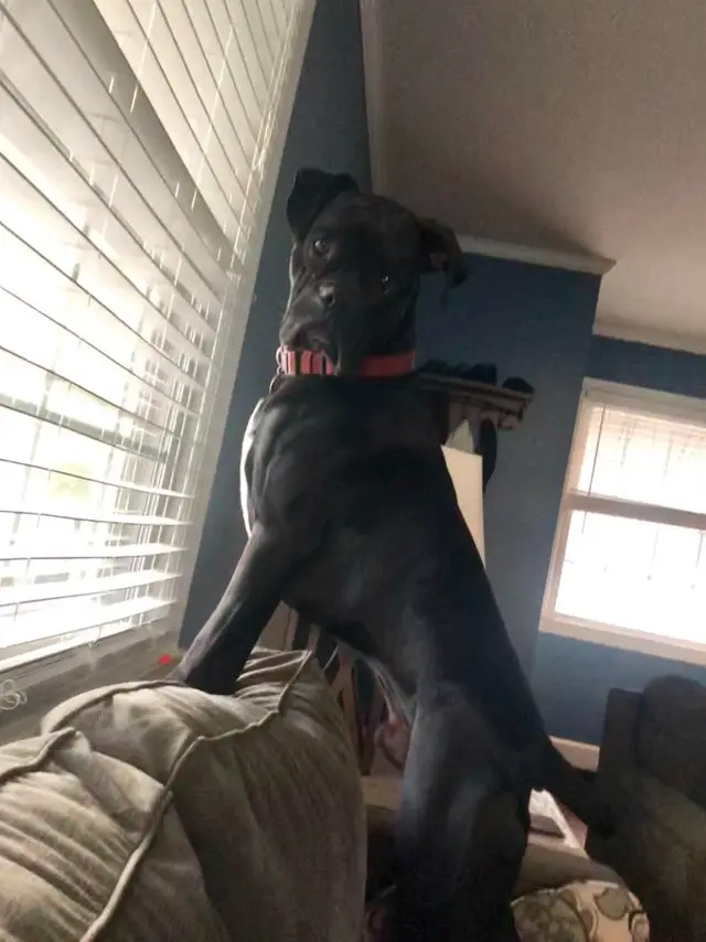 Boxer Dog standing up in the couch with its confused face