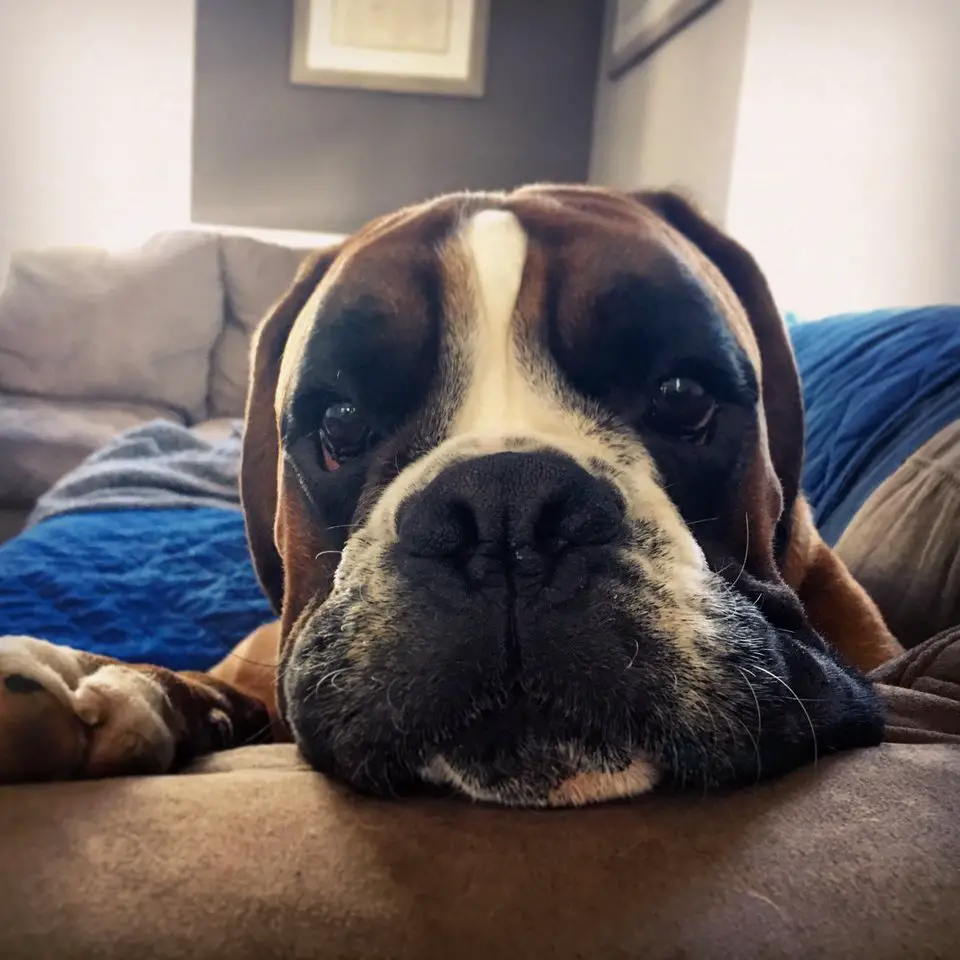 close up face of a Boxer puppy resting its face on the edge of the couch