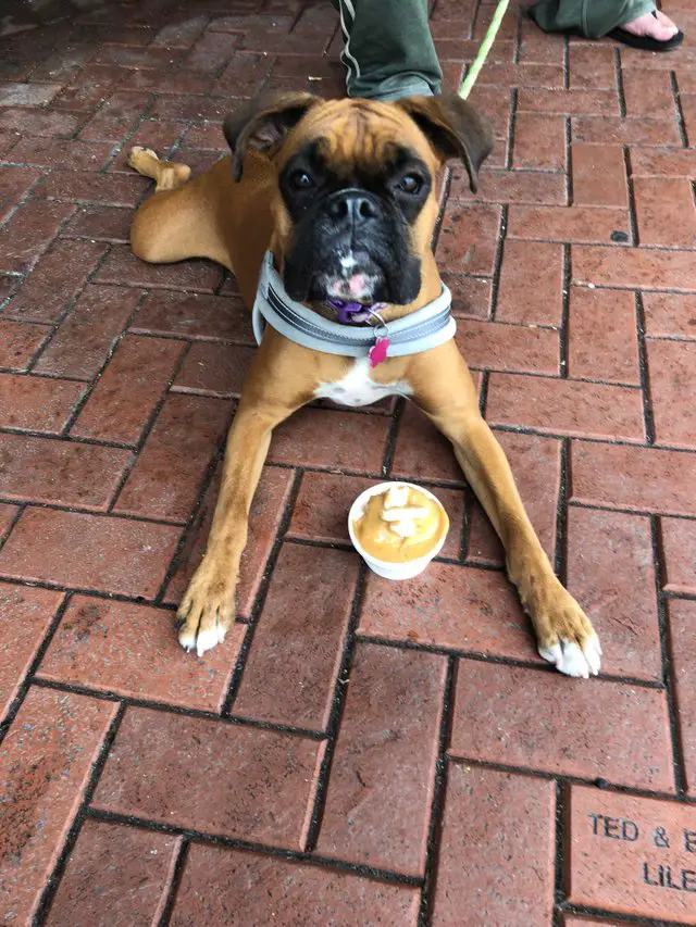Boxer lying down on the pavement with a food