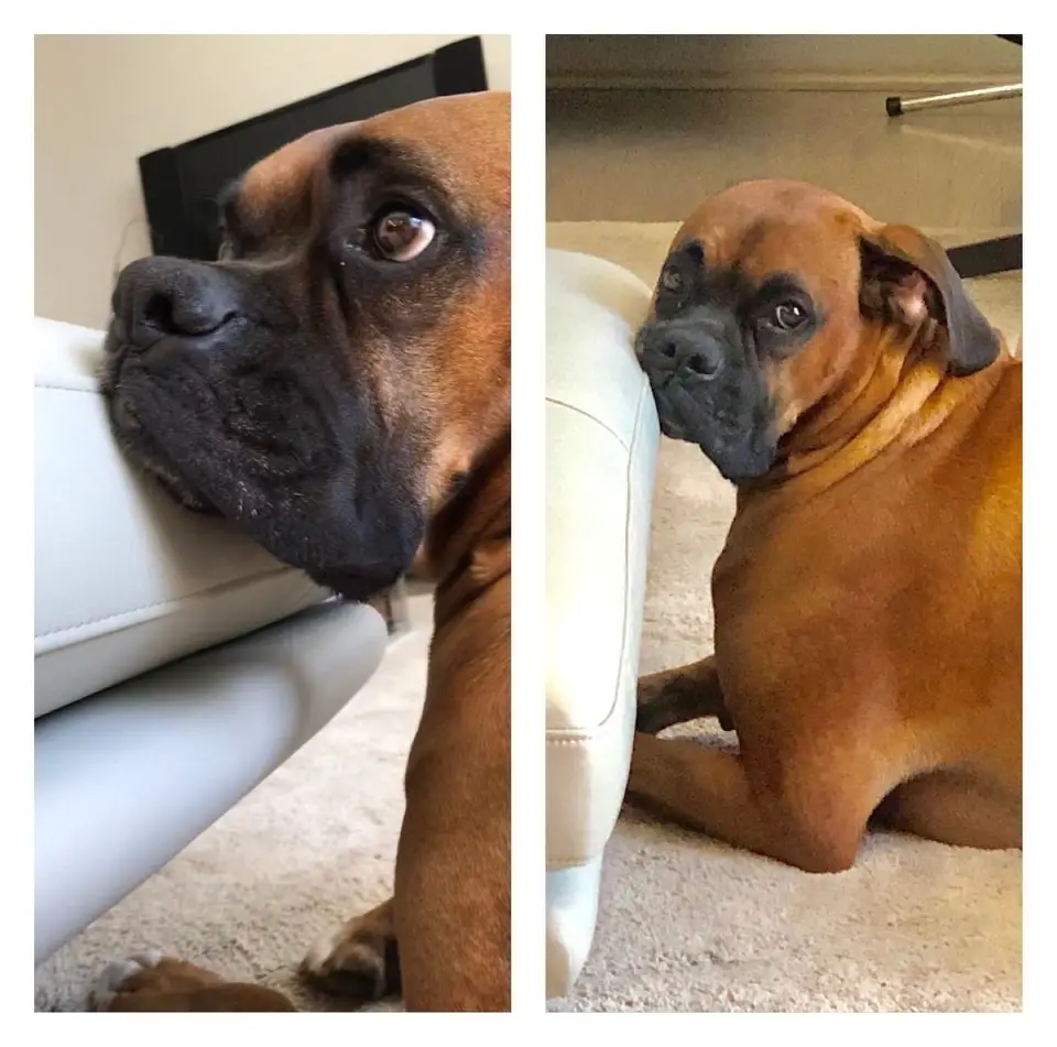 two photos of a Boxer Dog lying down on the floor with its sad face leaning on the sofa