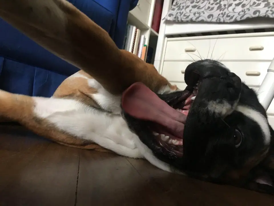 Boxer Dog lying on its side with its arms stretched out and mouth wide open