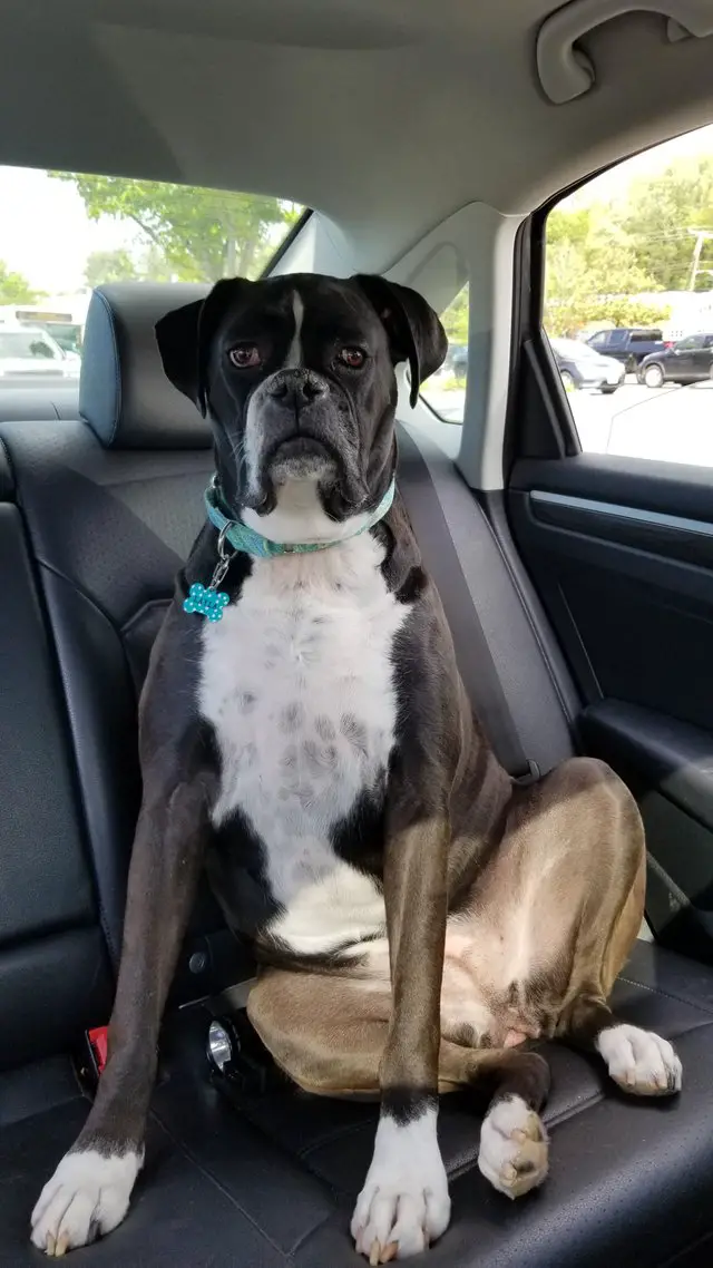 Boxer Dog sitting on the backseat with its confused face
