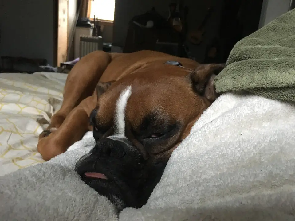 sleepy Boxer Dog lying on the bed
