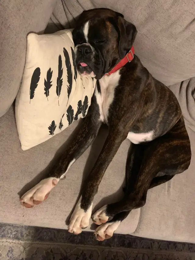 Boxer sleeping soundly on the couch 