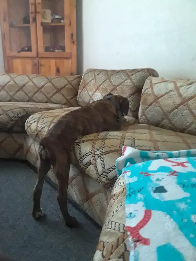 upper body of a Boxer Dog lying on top of the couch while its legs are standing on the floor