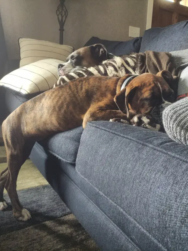 two Boxer Dogs sleeping on the couch while the other one's body is falling to the floor