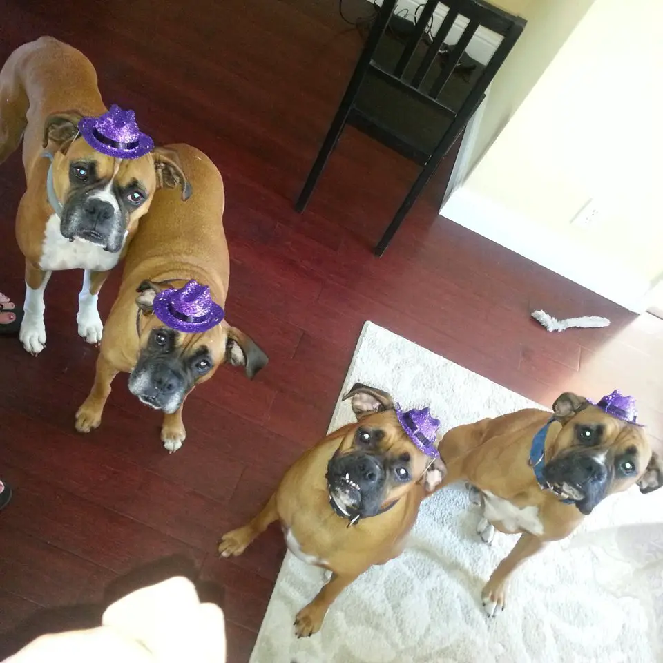 four Boxers on the floor with a purple hat while looking up