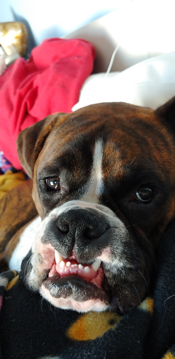face of a Boxer Dog showing its lower teeth while on the bed
