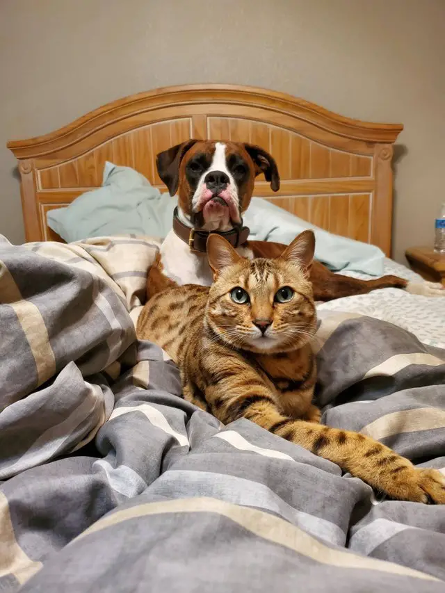 Boxer Dog lying in bed behind the cat