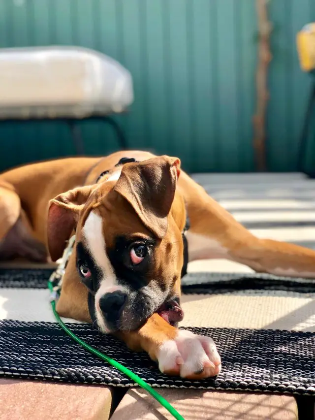 Boxer Dog lying down on an outdoor bed while biting its arms