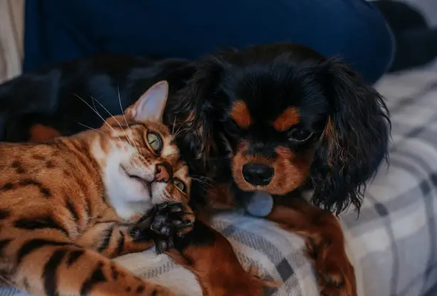 A King Charles Spaniel lying on the couch while a cat is leaning next to him
