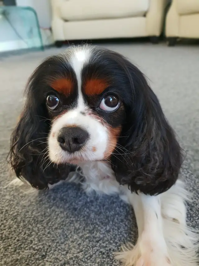 A King Charles Spaniel puppy lying on the floor while staring with its angry face
