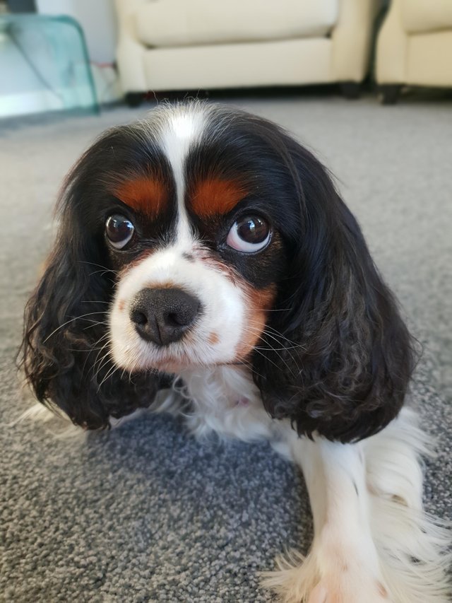 A King Charles Spaniel puppy lying on the floor while staring with its angry face