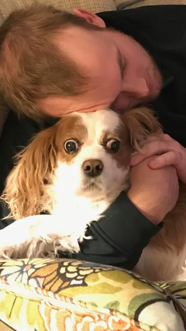A King Charles Spaniel hugging a shocked King Charles Spaniel on the couch