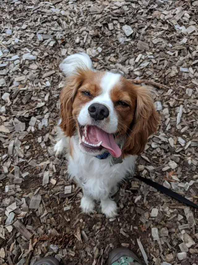 A King Charles Spaniel standing on the ground while smiling with its tongue out