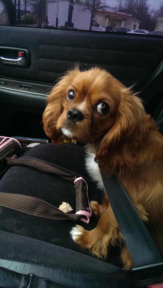 A King Charles Spaniel sitting in the passenger seat inside the car while staring