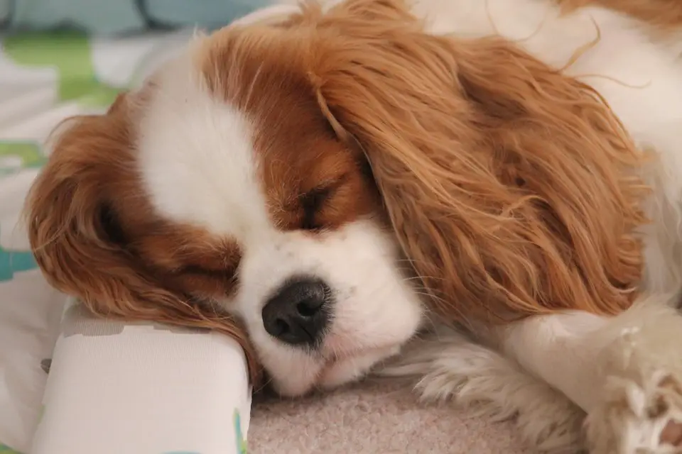 A King Charles Spaniel sleeping soundly on the bed