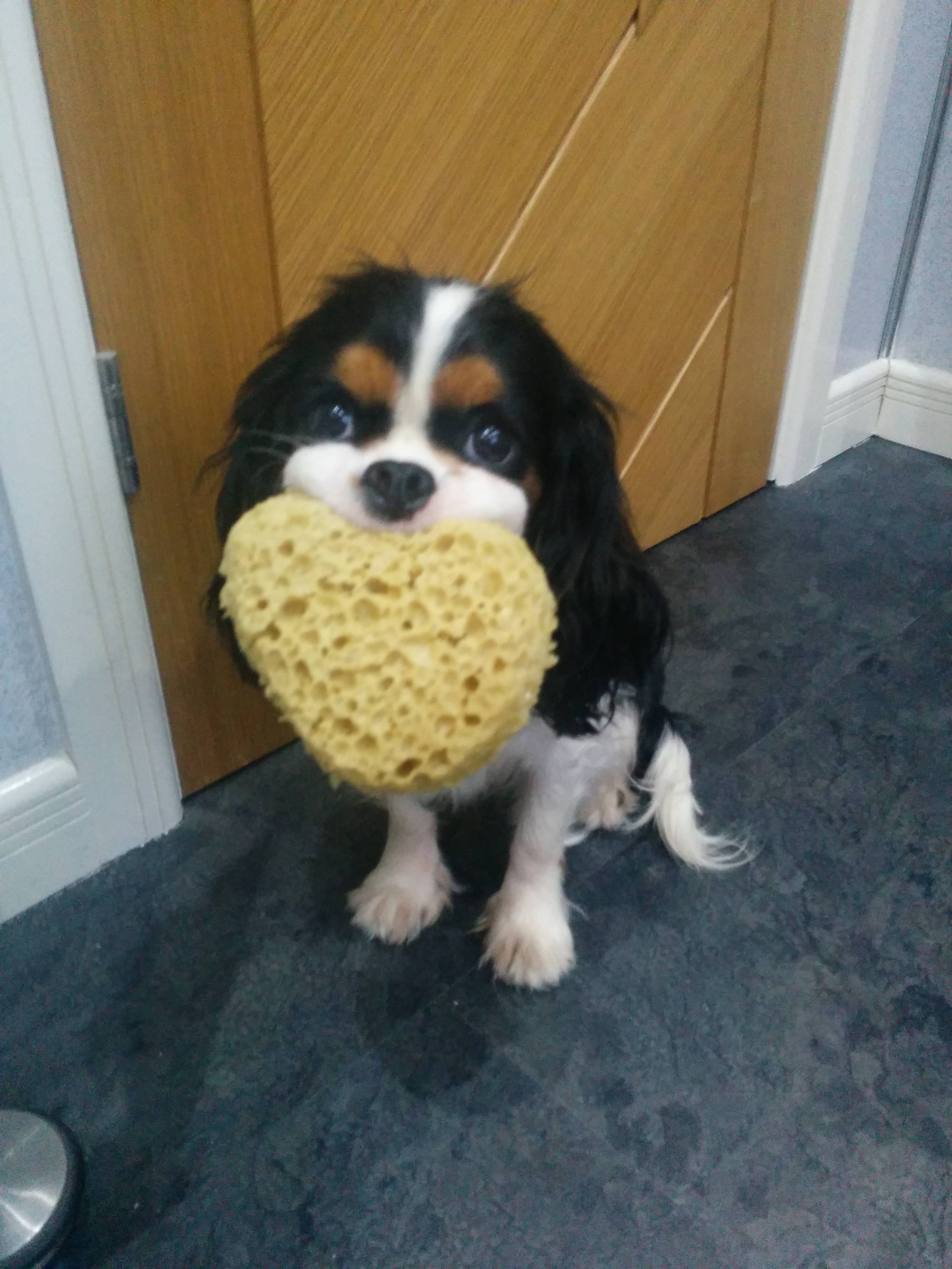 A King Charles Spaniel puppy sitting on the floor with a sponge in its mouth