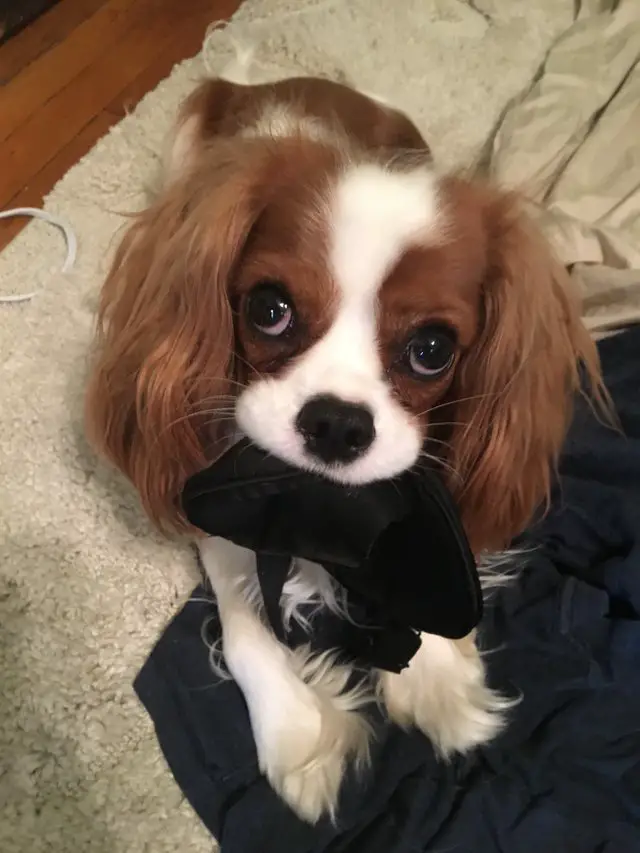 A King Charles Spaniel puppy sitting on the its bed while holding a thing with its mouth