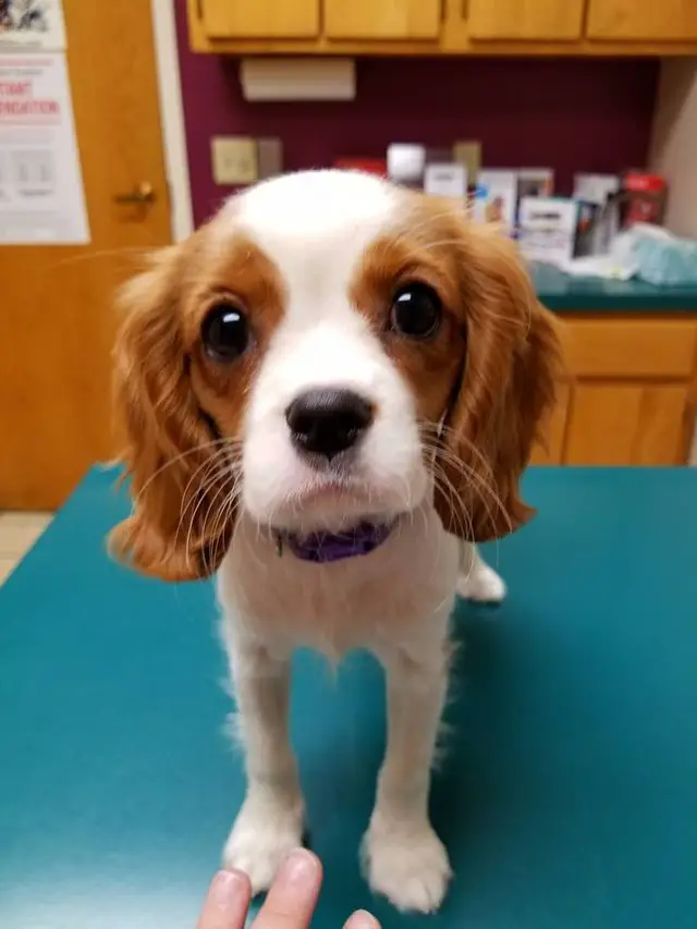 An adorable King Charles Spaniel puppy standing on top of the grooming table