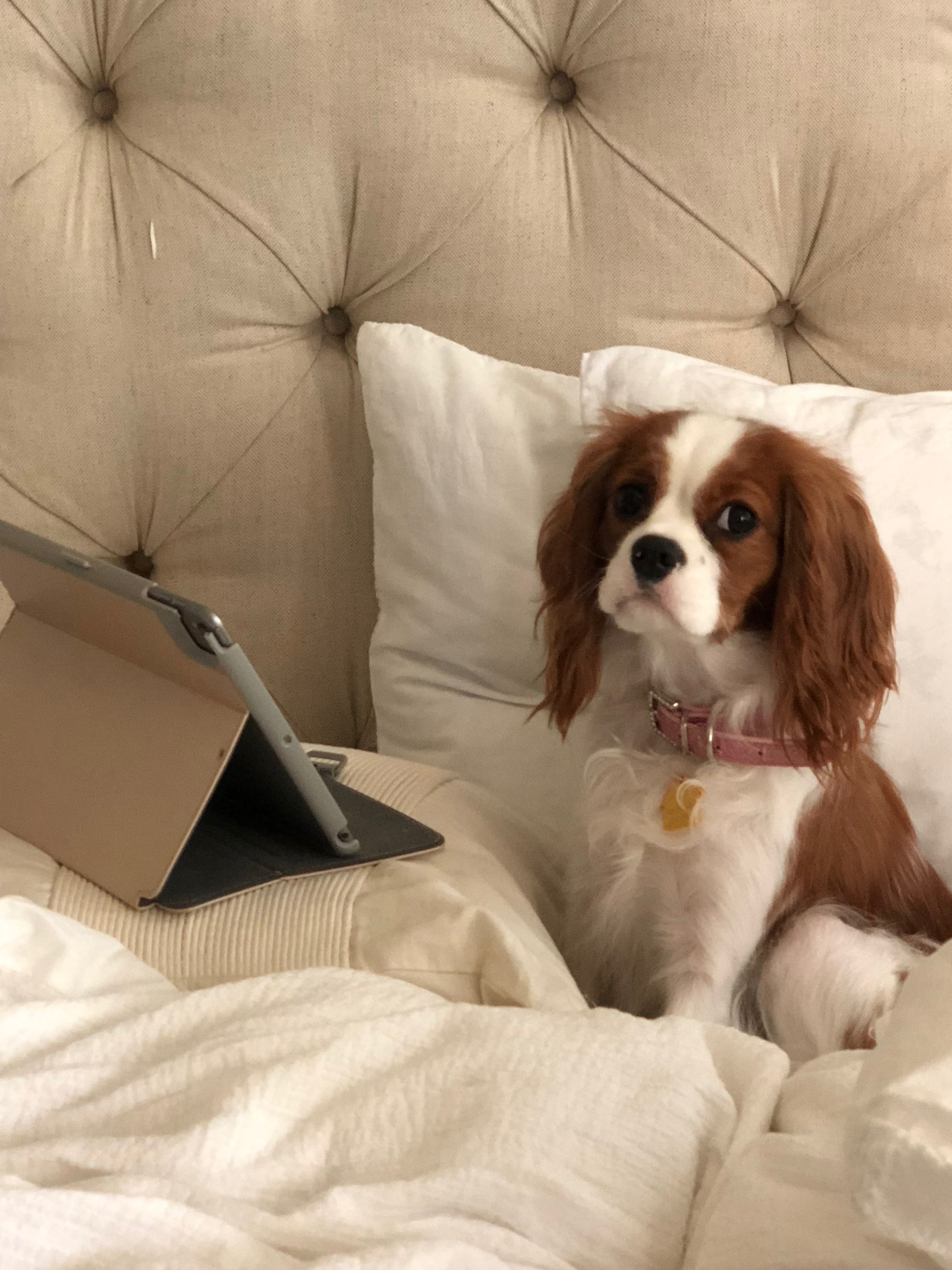 A King Charles Spaniel sitting on the bed facing the tablet on top of the pillow in front of him