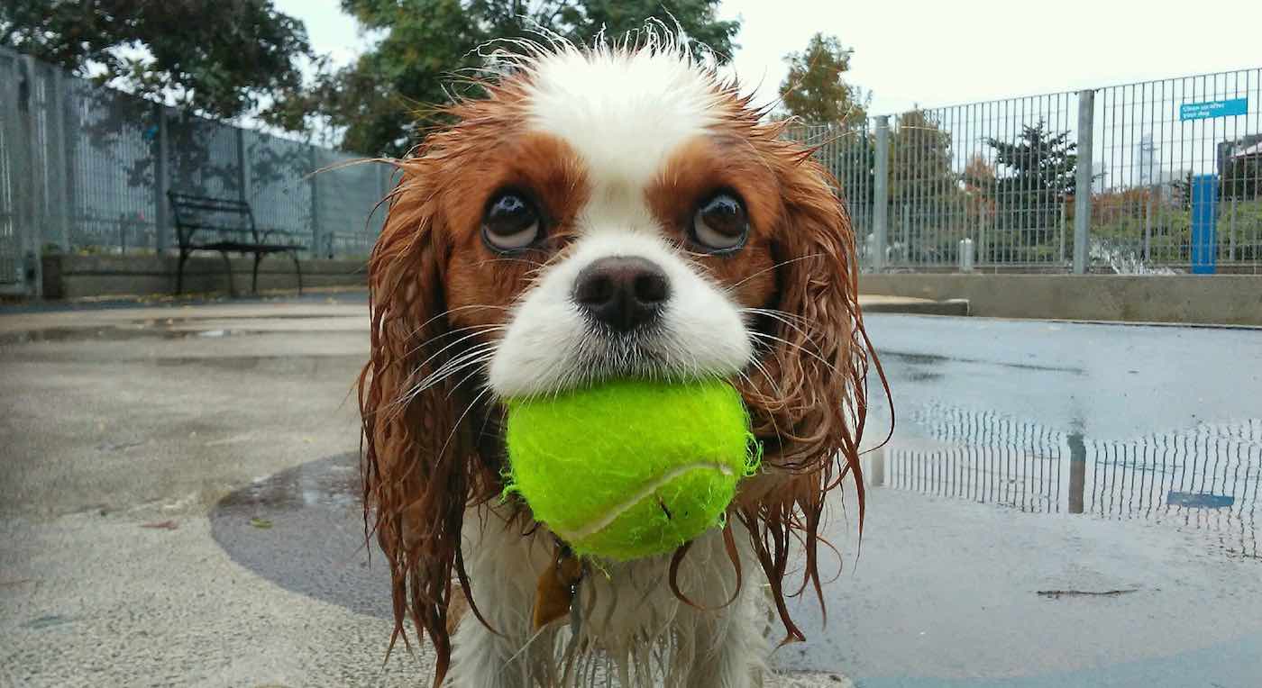 a wet King Charles Spaniel with a ball in its mouth at the park