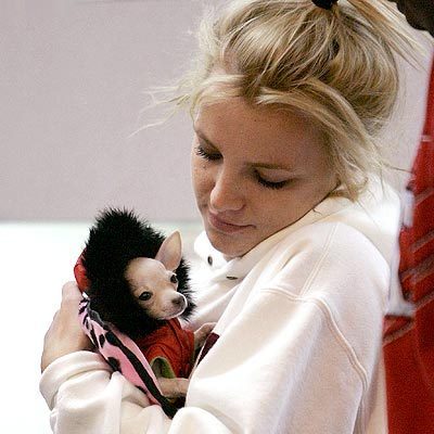 Britney Spears holding her Chihuahua in her arms