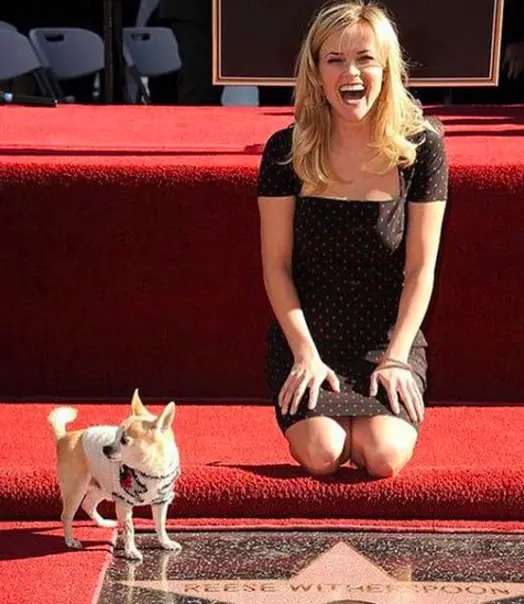 Reese Witherspoon kneeling on the floor while laughing at her Chihuahua on the floor