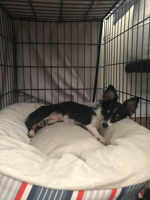 Chihuahua lying on its bed inside the crate