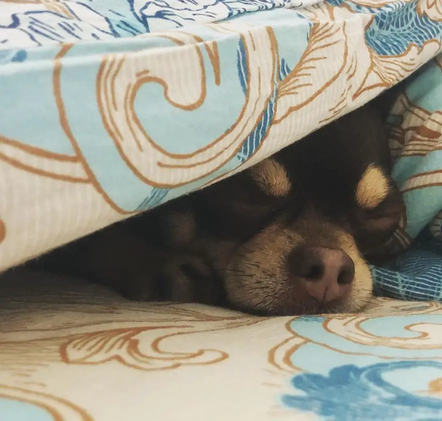 Chihuahua sleeping under the blanket