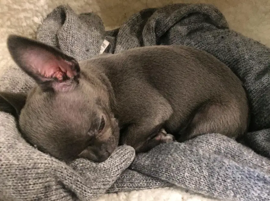 sleepy Chihuahua curled up in its bed