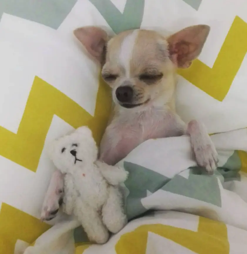Chihuahua on the bed sleeping with a teddy bear beside her