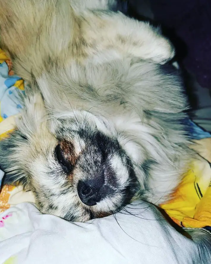 Chihuahua lying on its back sleeping