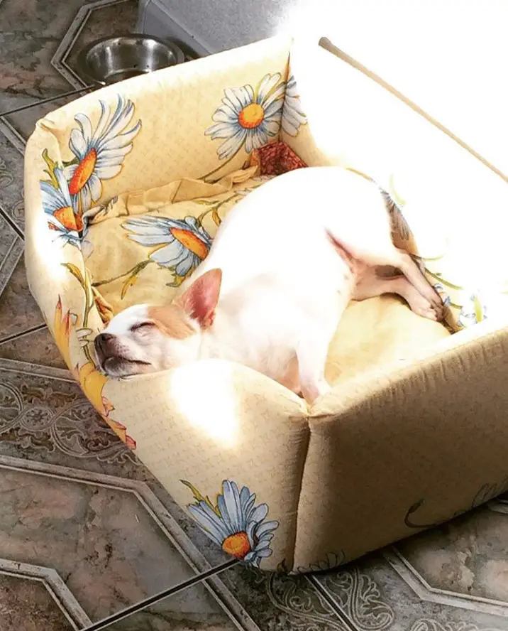 Chihuahua in its yellow with white flowers bed sleeping under the sun