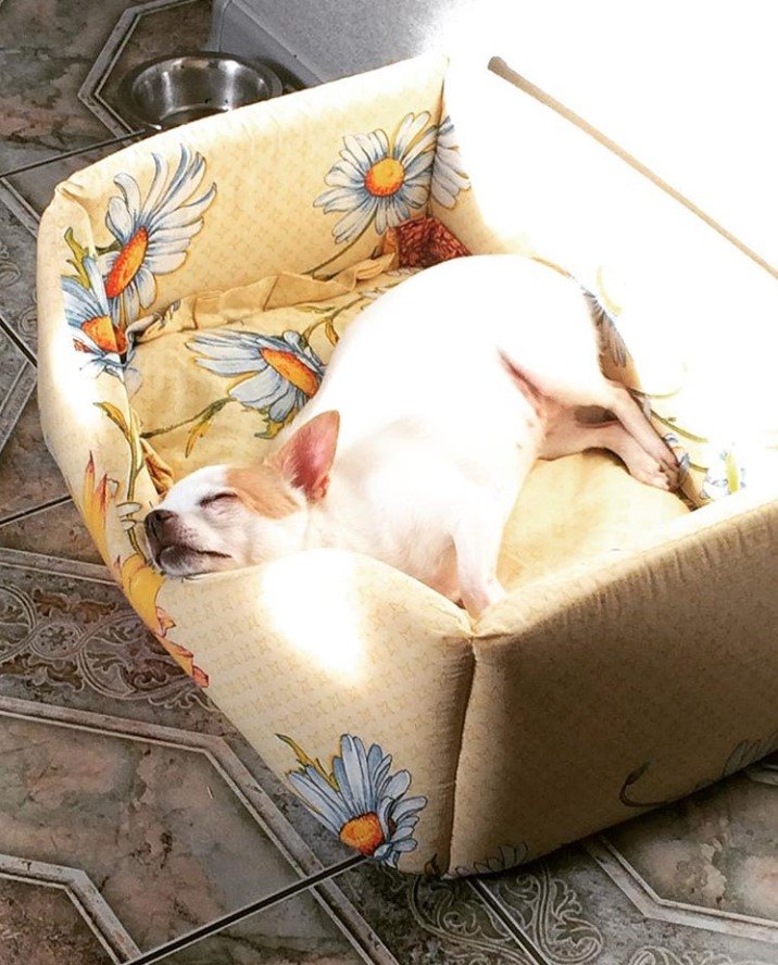 Chihuahua in its yellow with white flowers bed sleeping under the sun